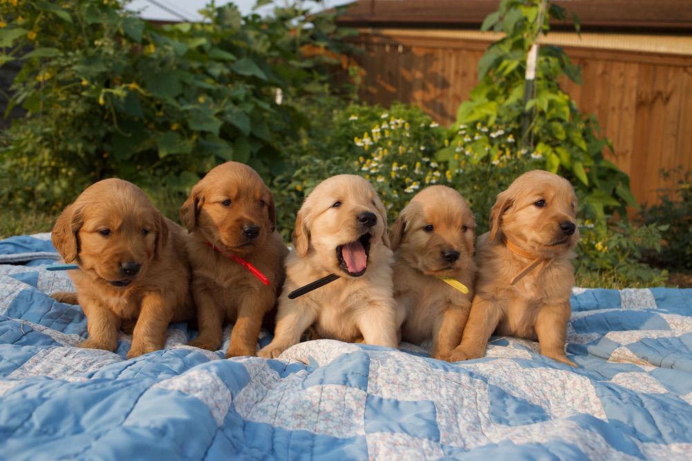 golden retriever