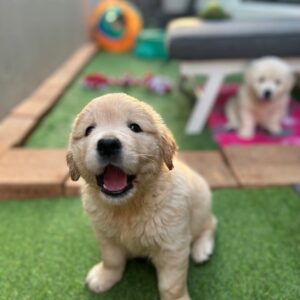 Sunny – Premium Golden Retriever Puppy for Sale