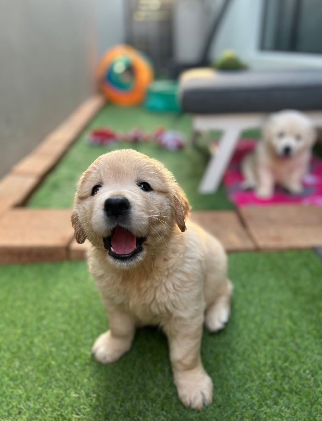 Sunny – Premium Golden Retriever Puppy for Sale