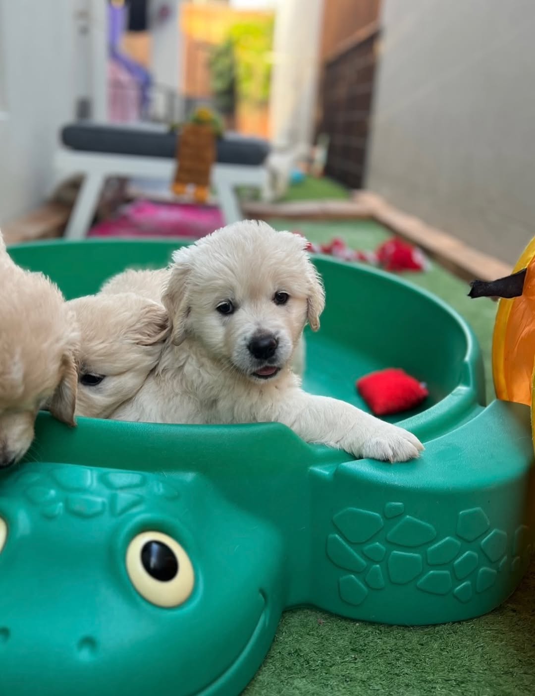 Sunny – Premium Golden Retriever Puppy for Sale