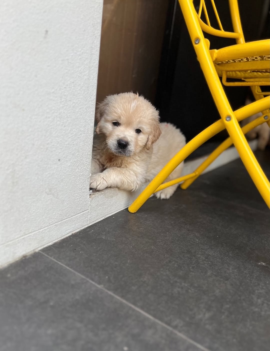 Sunny – Premium Golden Retriever Puppy for Sale