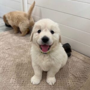 Rosie-Golden Retrievers Purebred