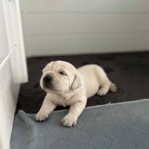 Buttercup-English Golden Retriever