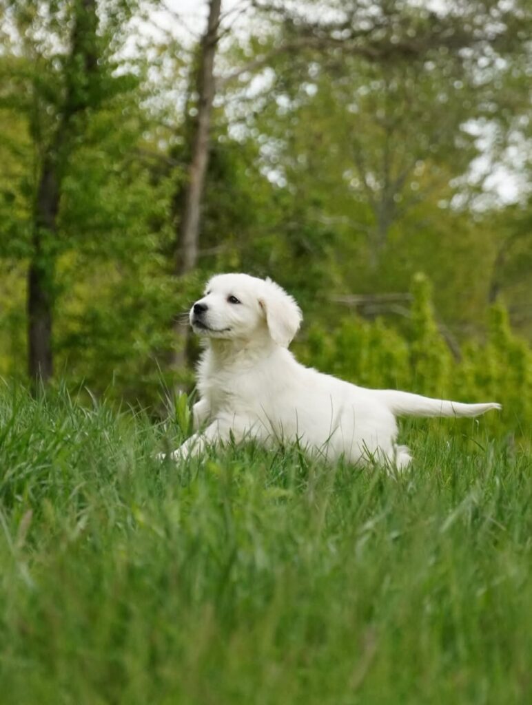 Leo-English Golden Retriever