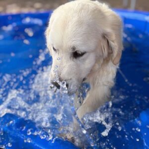 Finn English Golden Retriever