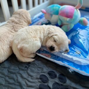 Peaches-Purebred Golden Retriever