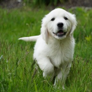 Leo-English Golden Retriever
