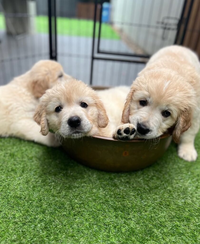 golden retriever