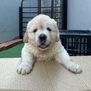 Buddy – AKC Golden Retriever Puppy
