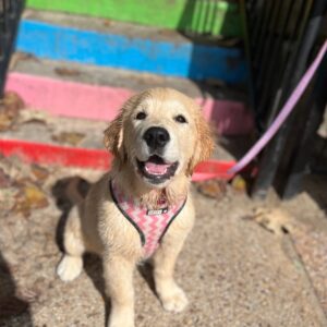 Daisy – AKC Golden Retriever