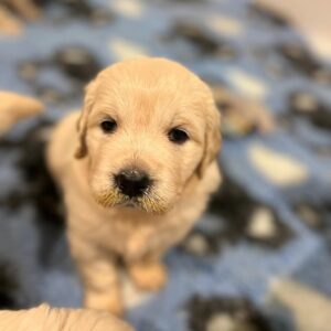 Oliver-Purebred Golden Retriever