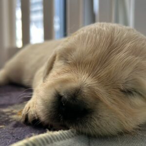 Milo-Purebred Golden Retriever