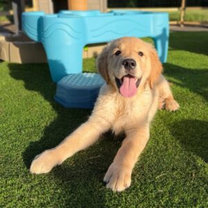 Cooper Purebred Golden Retriever