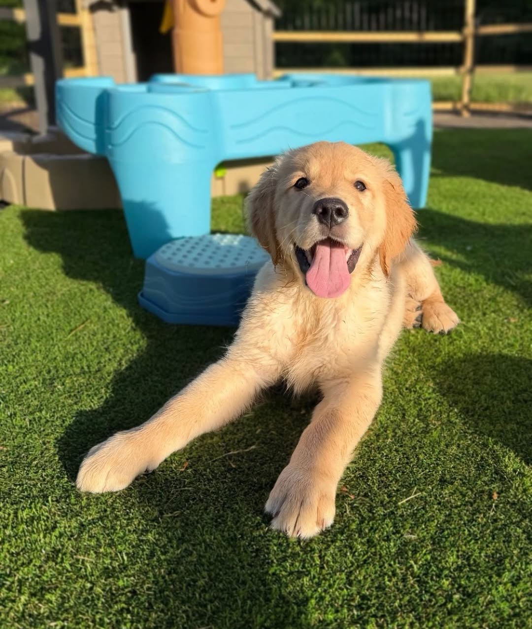 Cooper Purebred Golden Retriever