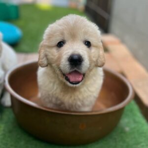 Buy Golden Retrievers