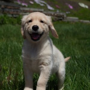 Barnaby Purebred Golden Retriever