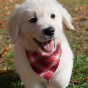 Jasper English Golden Retriever