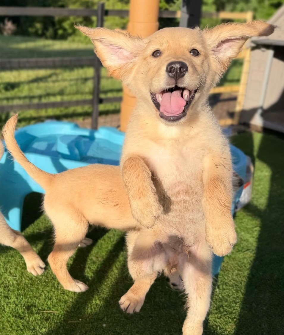 Cooper Purebred Golden Retriever